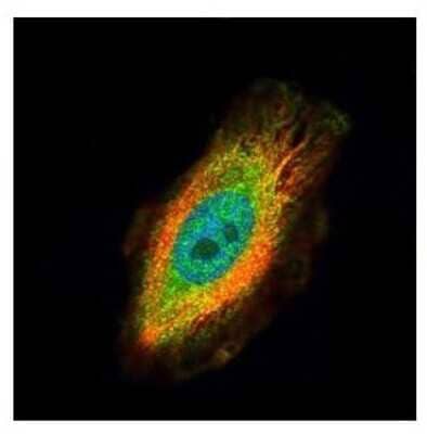 Immunocytochemistry/Immunofluorescence: TRIM27 Antibody [NBP2-20711] - Confocal immunofluorescence analysis of paraformaldehyde-fixed HeLa, using TRIM27 antibody (Green) at 1:500 dilution. Alpha-tubulin filaments are labeled with Alpha-tubulin antibody (Red) at 1:2000.