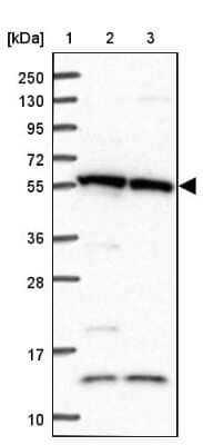 Western Blot: TRIM27 Antibody [NBP2-13482] - Lane 1: Marker  [kDa] 250, 130, 95, 72, 55, 36, 28, 17, 10.  Lane 2: Human cell line RT-4.  Lane 3: Human cell line U-251MG sp