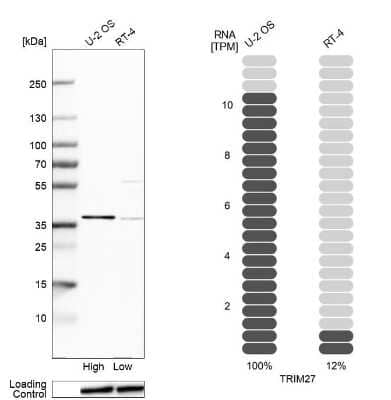 <b>Orthogonal Strategies Validation. </b>Western Blot: TRIM27 Antibody [NBP2-54993] - Analysis in human cell lines U2OS and RT-4. Corresponding RNA-seq data are presented for the same cell lines. Loading control: Anti-HSP90B1.