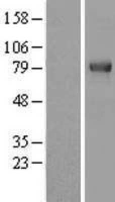 Western Blot: TRIM3/BERP Overexpression Lysate (Adult Normal) [NBL1-17290] Left-Empty vector transfected control cell lysate (HEK293 cell lysate); Right -Over-expression Lysate for TRIM3/BERP.