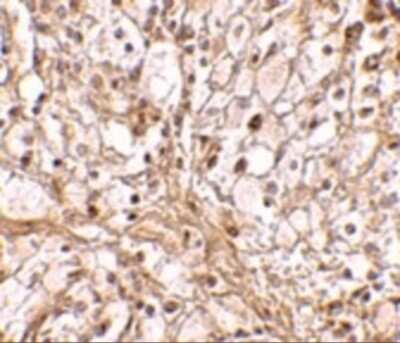 Immunohistochemistry-Paraffin: TRIM30 Antibody [NBP2-41086] - Immunohistochemistry of TRIM30 in mouse ovary tissue with TRIM30 antibody at 10 ug/mL.