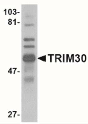 Western Blot: TRIM30 Antibody [NBP2-41086] - Western blot analysis of TRIM30 in mouse spleen tissue lysate with TRIM30 antibody at 1 ug/mL.