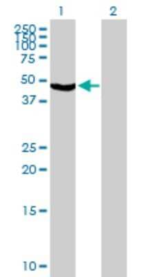 Western Blot: TRIM31 Antibody [H00011074-B01P] - Analysis of TRIM31 expression in transfected 293T cell line by TRIM31 polyclonal antibody.  Lane 1: TRIM31 transfected lysate(46.75 KDa). Lane 2: Non-transfected lysate.