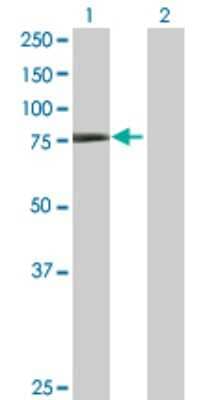 Western Blot: TRIM32 Antibody [H00022954-B01P] - Analysis of TRIM32 expression in transfected 293T cell line by TRIM32 polyclonal antibody.  Lane 1: TRIM32 transfected lysate(71.83 KDa). Lane 2: Non-transfected lysate.