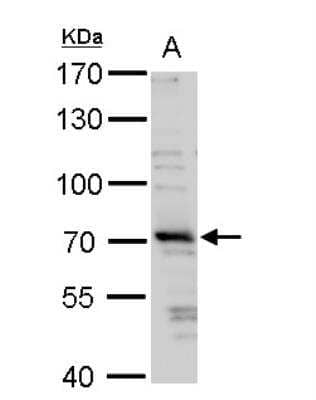 Western Blot: TRIM32 Antibody [NBP1-33737] - A. 30 ug 293T whole cell lysate/extract 7.5 % SDS-PAGETRIM32 antibody dilution: 1:1000