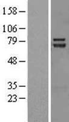 Western Blot: TRIM32 Overexpression Lysate (Adult Normal) [NBP2-08292] Left-Empty vector transfected control cell lysate (HEK293 cell lysate); Right -Over-expression Lysate for TRIM32.