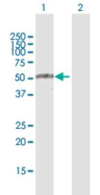 Western Blot: TRIM35 Antibody [H00023087-D01P] - Analysis of TRIM35 expression in transfected 293T cell line by TRIM35 polyclonal antibody.Lane 1: TRIM35 transfected lysate(56.50 KDa).Lane 2: Non-transfected lysate.