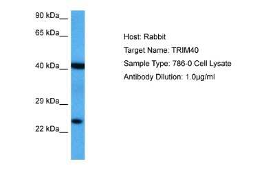 Western Blot: TRIM40 Antibody [NBP2-85987] - Host: Rabbit. Target Name: TRIM40. Sample Tissue: 786-0 Whole Cell lysates. Antibody Dilution: 1.0ug/ml