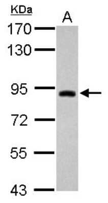 Western Blot: TRIM42 Antibody [NBP2-20718] - Sample (30 ug of whole cell lysate) A: U87-MG 7. 5% SDS PAGE gel, diluted at 1:1000.
