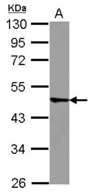 Western Blot: TRIM43 Antibody [NBP2-20719] - Sample (30 ug of whole cell lysate) A: A431 10% SDS PAGE gel, diluted at 1:1000.