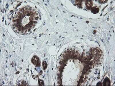 Immunohistochemistry: TRIM44 Antibody (OTI1E10) - Azide and BSA Free [NBP2-74611] - Analysis of Human breast tissue.