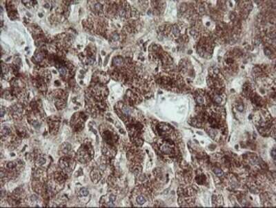 Immunohistochemistry: TRIM44 Antibody (OTI1E10) - Azide and BSA Free [NBP2-74611] - Analysis of Human liver tissue.
