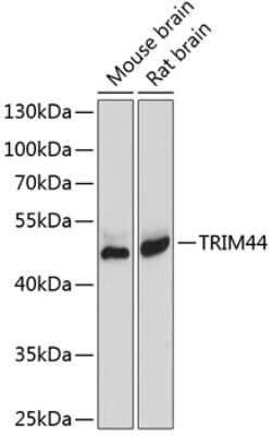 Western Blot TRIM44 Antibody - BSA Free