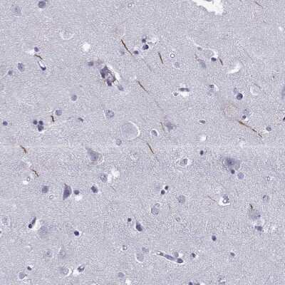Immunohistochemistry-Paraffin: TRIM46 Antibody [NBP2-62626] - Staining of human cerebral cortex shows high expression.