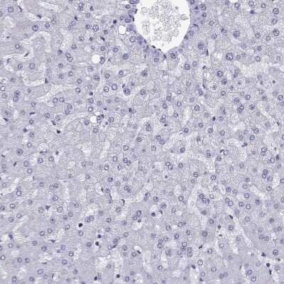 Immunohistochemistry-Paraffin: TRIM46 Antibody [NBP2-62626] - Staining of human liver shows low expression as expected.