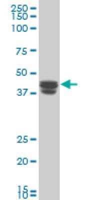 Western Blot: TRIM5 Antibody (2A6) [H00085363-M06] - TRIM5 monoclonal antibody (M06), clone 2A6 Western Blot analysis of TRIM5 expression in HepG2 ( Cat # L019V1 ).