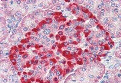 Immunohistochemistry-Paraffin: TRIM5 Antibody [NBP1-52607] - Analysis of anti-TRIM5 antibody with human pancreas at concentration 5 ug/ml.