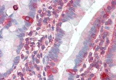 Immunohistochemistry-Paraffin: TRIM5 Antibody [NBP1-52607] - Analysis of anti-TRIM5 antibody with human small intestine at concentration 5 ug/ml.