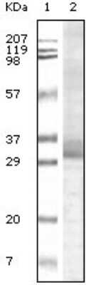 Western Blot: TRIM5 alpha Antibody (3B11H2) [NB100-2192] - Analysis using Trim5a mouse monoclonal antiobdy against truncated Trim5arecombinant protein.