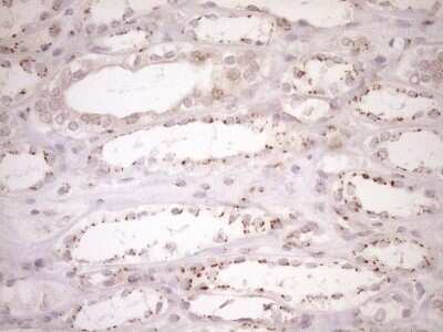 Immunohistochemistry: TRIM56 Antibody (5A1) [NBP2-46232] - Analysis of Human Kidney tissue. (Heat-induced epitope retrieval by 1mM EDTA in 10mM Tris buffer (pH8.5) at 120C for 3 min)