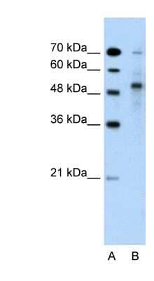 Western Blot TRIM59 Antibody