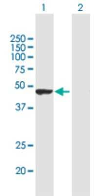 Western Blot: TRIM62 Antibody [H00055223-B01P] - Analysis of TRIM62 expression in transfected 293T cell line by TRIM62 polyclonal antibody.  Lane 1: TRIM62 transfected lysate(52.25 KDa). Lane 2: Non-transfected lysate.