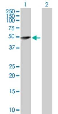 Western Blot: TRIM62 Antibody [H00055223-D01P] - Analysis of TRIM62 expression in transfected 293T cell line by TRIM62 polyclonal antibody.Lane 1: TRIM62 transfected lysate(54.30 KDa).Lane 2: Non-transfected lysate.