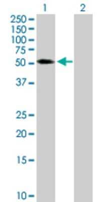 Western Blot: TRIM65 Antibody [H00201292-B01P] - Analysis of TRIM65 expression in transfected 293T cell line by TRIM65 polyclonal antibody.  Lane 1: TRIM65 transfected lysate(56.87 KDa). Lane 2: Non-transfected lysate.