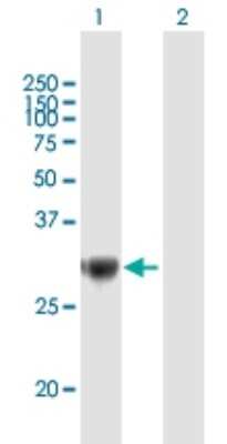 Western Blot: TRIM72 Antibody [H00493829-B01P] - Analysis of TRIM72 expression in transfected 293T cell line by TRIM72 polyclonal antibody.  Lane 1: TRIM72 transfected lysate(29.59 KDa). Lane 2: Non-transfected lysate.