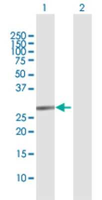 Western Blot: TRIM72 Antibody [H00493829-D01P] - Analysis of TRIM72 expression in transfected 293T cell line by TRIM72 polyclonal antibody.Lane 1: TRIM72 transfected lysate(29.50 KDa).Lane 2: Non-transfected lysate.