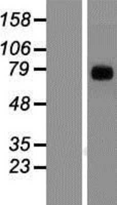 Western Blot: TRIM9 Overexpression Lysate (Adult Normal) [NBP2-07207] Left-Empty vector transfected control cell lysate (HEK293 cell lysate); Right -Over-expression Lysate for TRIM9.
