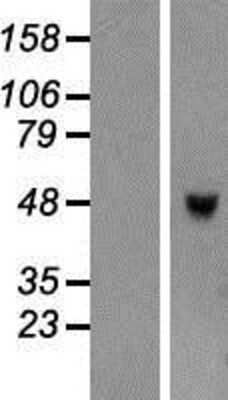 Western Blot: TRIML1 Overexpression Lysate (Adult Normal) [NBP2-04964] Left-Empty vector transfected control cell lysate (HEK293 cell lysate); Right -Over-expression Lysate for TRIML1.