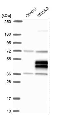 Western Blot: TRIML2 Antibody [NBP1-92531] - Analysis in control (vector only transfected HEK293T lysate) and TRIML2 over-expression lysate (Co-expressed with a C-terminal myc-DDK tag (3.1 kDa) in mammalian HEK293T cells).