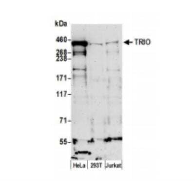 Western Blot: TRIO Antibody [NBP2-32088] - Whole cell lysate (50 ug) from HeLa, HEK293T, and Jurkat cells prepared using NETN lysis buffer. Antibody: Affinity purified rabbit anti-TRIO antibody used for WB at 0.1 ug/ml. Detection: Chemiluminescence with an exposure time of 3 minutes.