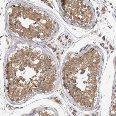 Immunohistochemistry-Paraffin: TRIP1 Antibody [NBP1-84873] - Staining of human testis shows moderate cytoplasmic positivity in cells in seminiferous ducts.