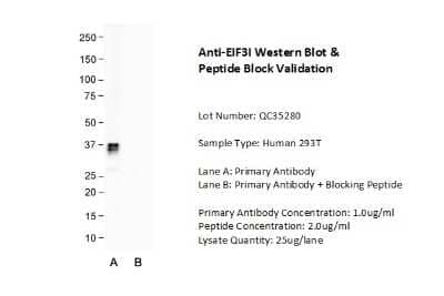 Western Blot: TRIP1 Antibody [NBP1-98293] - Human 293T Lane A: Primary Antibody Lane B: Primary Antibody + Blocking Peptide Primary Antibody Concentration: 1.0 ug/ml Peptide Concentration: 2.0 ug/ml lysate Quantity: 25 ug/ Lane.