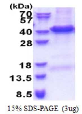 SDS-Page: TRIP1 Protein [NBP2-23031]