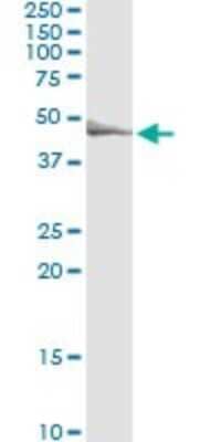 Immunoprecipitation: TRIP6 Antibody (3D12) [H00007205-M07] - Analysis of TRIP6 transfected lysate using anti-TRIP6 monoclonal antibody and Protein A Magnetic Bead, and immunoblotted with TRIP6 rabbit polyclonal antibody.