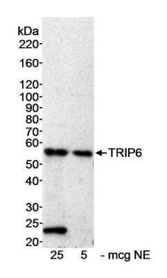 <b>Biological Strategies Validation. </b>Western Blot: TRIP6 Antibody [NB100-79791] - Nuclear extract (NE) from HeLa cells. Antibody used at 0.3 ug/ml.