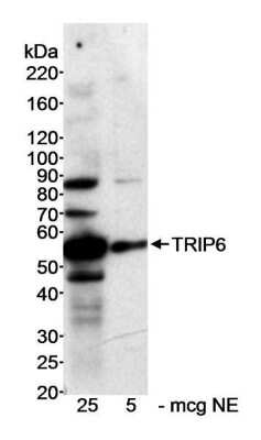 <b>Biological Strategies Validation. </b>Western Blot: TRIP6 Antibody [NB100-79792] - Nuclear extract (NE) from HeLa cells. Antibody used at 0.3 ug/ml.