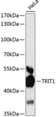 Western Blot: TRIT1 Antibody [NBP2-94305] - Analysis of extracts of HeLa cells, using TRIT1 at 1:3000 dilution.Secondary antibody: HRP Goat Anti-Rabbit IgG (H+L) at 1:10000 dilution.Lysates/proteins: 25ug per lane.Blocking buffer: 3% nonfat dry milk in TBST.Detection: ECL Basic Kit .Exposure time: