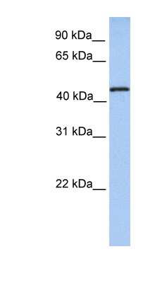 Western Blot TRM11 Antibody - BSA Free