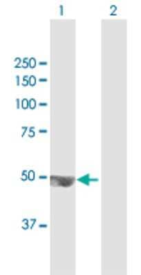 Western Blot: TRMT12 Antibody [H00055039-B01P] - Analysis of TRMT12 expression in transfected 293T cell line by TRMT12 polyclonal antibody.  Lane 1: TRMT12 transfected lysate(49.28 KDa). Lane 2: Non-transfected lysate.
