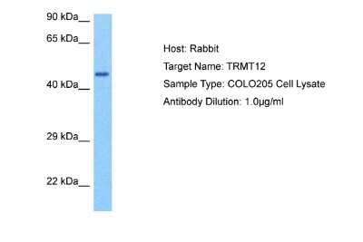 Western Blot TRMT12 Antibody - BSA Free