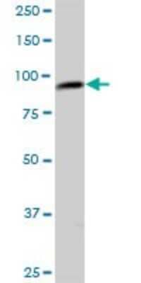 Western Blot: TRMT1L Antibody [H00081627-B01P] - Analysis of C1orf25 expression in Hela S3 NE.