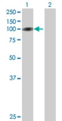 Western Blot: TRMT1L Antibody [H00081627-B01P] - Analysis of C1orf25 expression in transfected 293T cell line by C1orf25 polyclonal antibody.  Lane 1: C1orf25 transfected lysate(80.63 KDa). Lane 2: Non-transfected lysate.