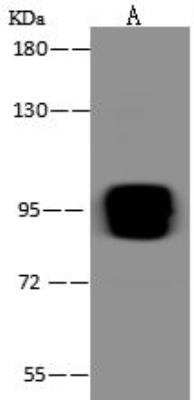 Western Blot TRMT1L Antibody - BSA Free