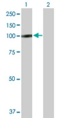 Western Blot TROAP Antibody