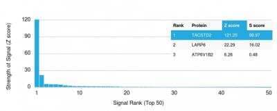 Protein Array: TROP-2 Antibody (TACSTD2/2152) - Azide and BSA Free [NBP2-75746] - Z- and S- Score: The Z-score represents the strength of a signal that a monoclonal antibody (MAb) (in combination with a fluorescently-tagged anti-IgG secondary antibody) produces when binding to a particular protein on the HuProtTM array. Z-scores are described in units of standard deviations (SD's) above the mean value of all signals generated on that array. If targets on HuProtTM are arranged in descending order of the Z-score, the S-score is the difference (also in units of SD's) between the Z-score. S-score therefore represents the relative target specificity of a MAb to its intended target. A MAb is considered to specific to its intended target, if the MAb has an S-score of at least 2.5. For example, if a MAb binds to protein X with a Z-score of 43 and to protein Y with a Z-score of 14, then the S-score for the binding of that MAb to protein X is equal to 29.