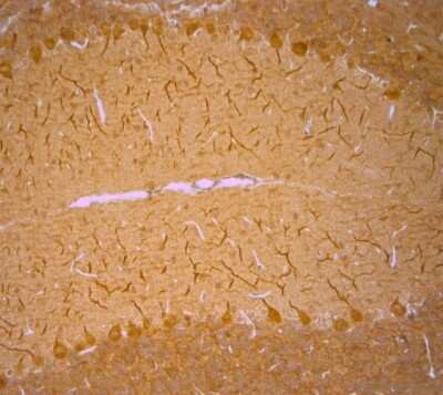 Immunohistochemistry-Paraffin: TRPC1 Antibody [NBP2-50090] - IHC-P on paraffin section of mouse cerebellum.The animal was perfused using Autoperfuser at a pressure of 130 mmHg with 300 ml 4% FA before being processed for paraffin embedding. HIER: Tris-EDTA, pH 9 for 20 min. Blocking: 0.2% LFDM in TBST filtered thru 0.2 um. Detection was done using HRP polymer  following manufacturers instructions; DAB chromogen. Primary antibody: dilution 1: 1000, incubated 30 min at RT using Autostainer. Sections were counterstained with Harris Hematoxylin.